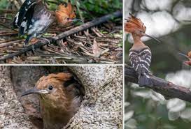 Tiga anak burung hudhud Taman Tasik Taiping tinggalkan sarang | Astro Awani