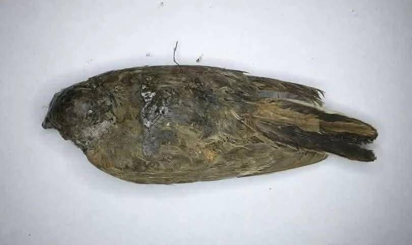 6185735410529977837_121.jpg