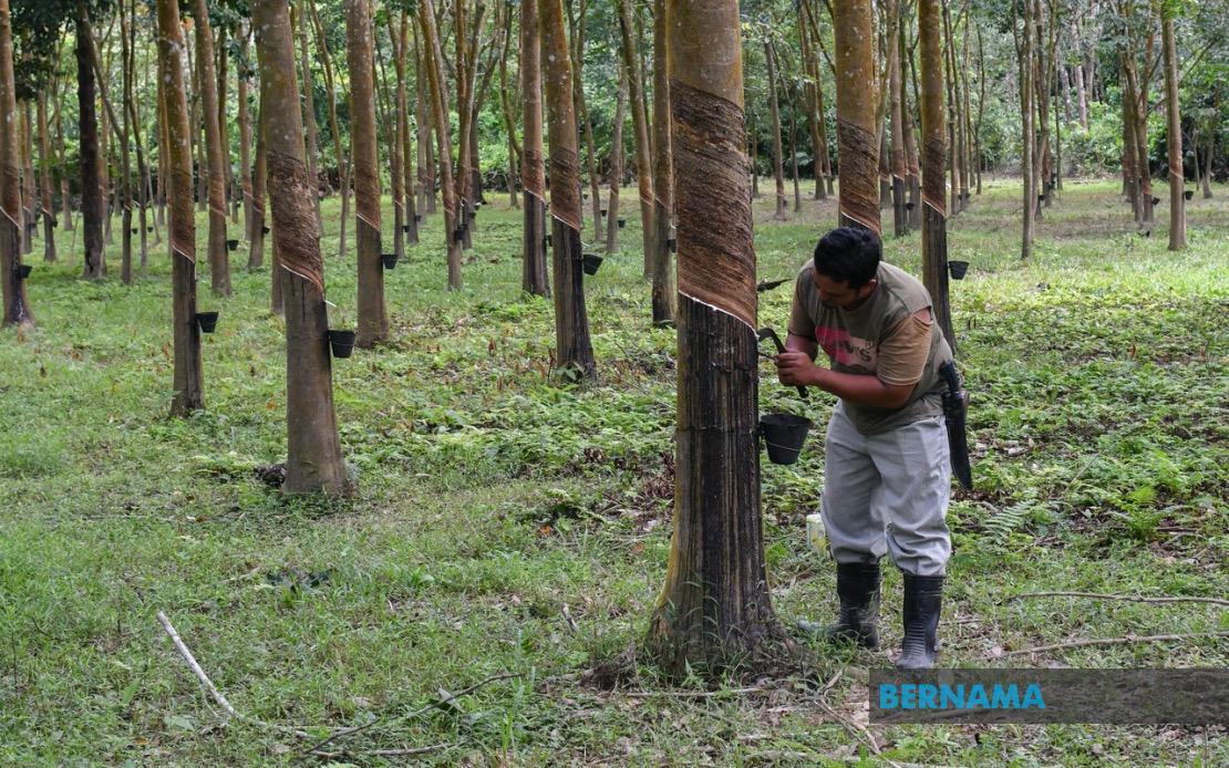 Pasaran Getah Ditutup Rendah Selepas AS Umum Naikkan Tarif