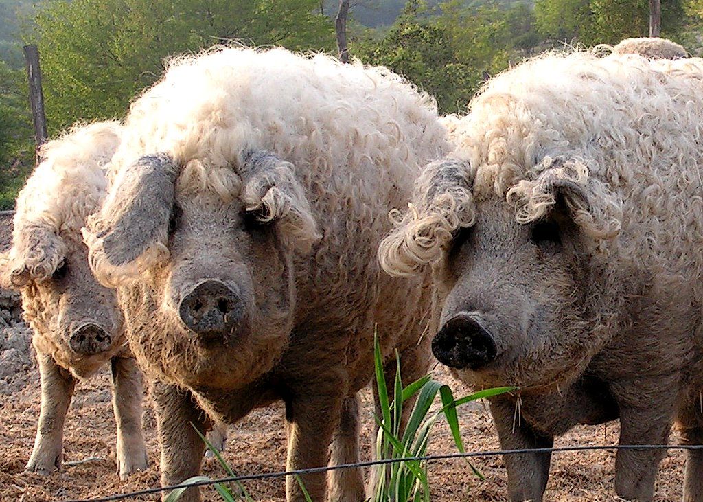 babi-biri-biri.jpg