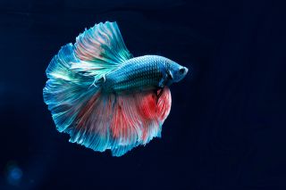 blue_beta_fish.jpg