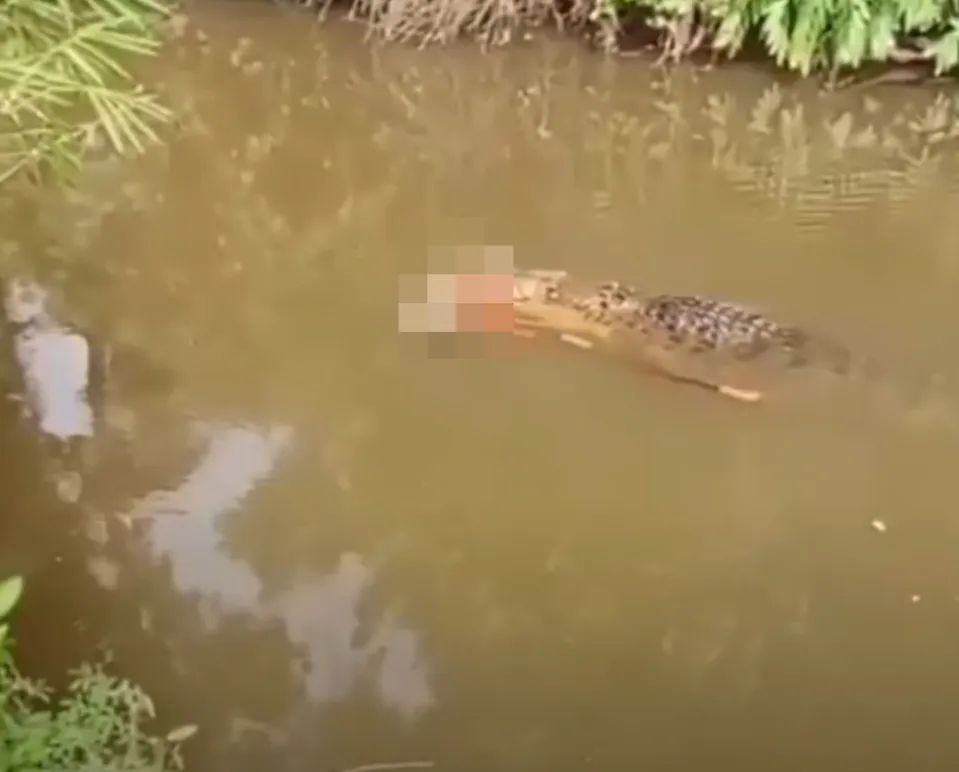 buaya-viral.jpeg