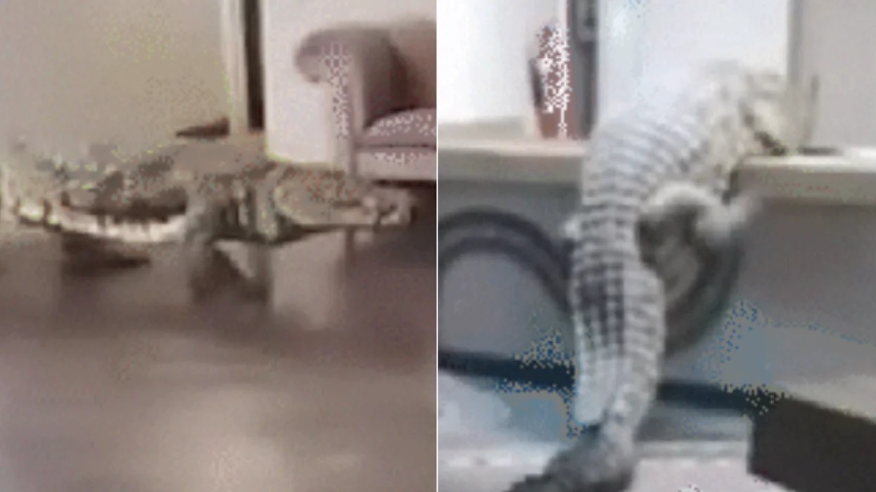 BUAYA1.jpg