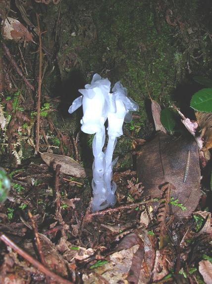 Bunga Ganjil 01.JPG