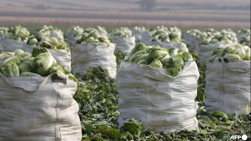 cabbage_afp.jpg