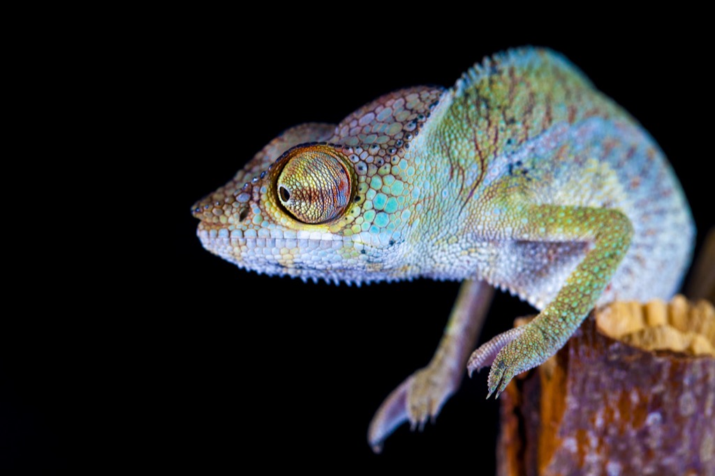 Chameleon.jpg