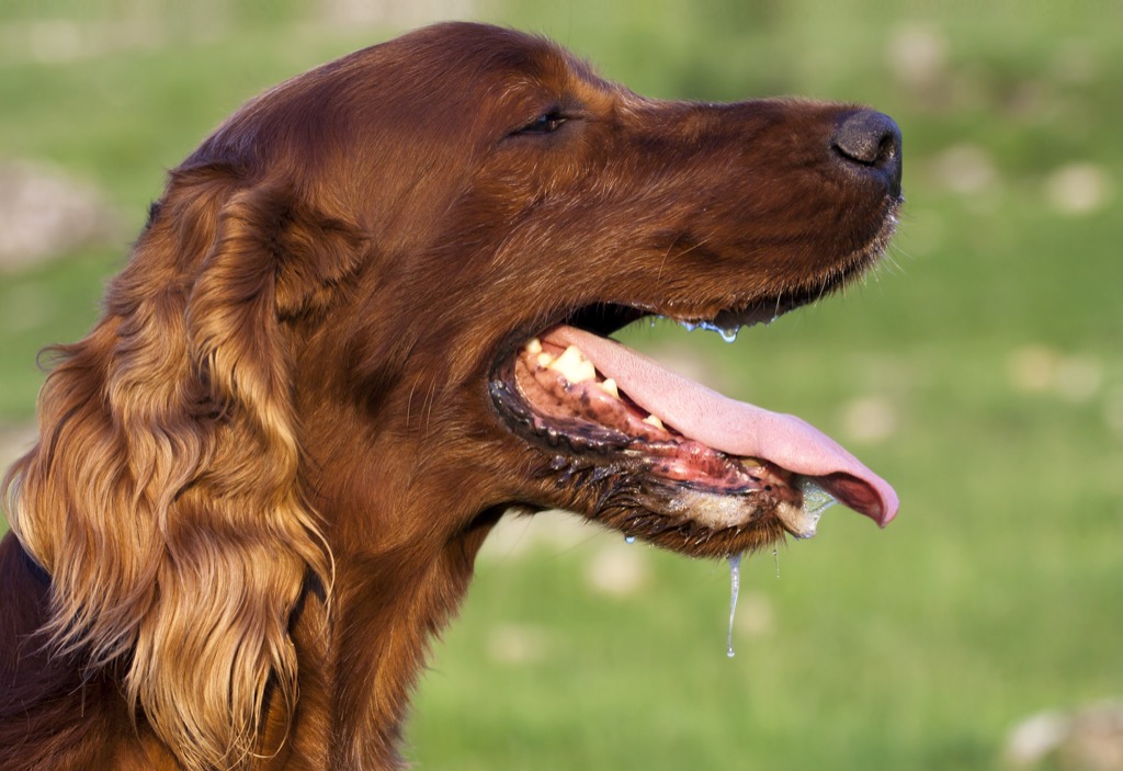 dog-panting.jpg
