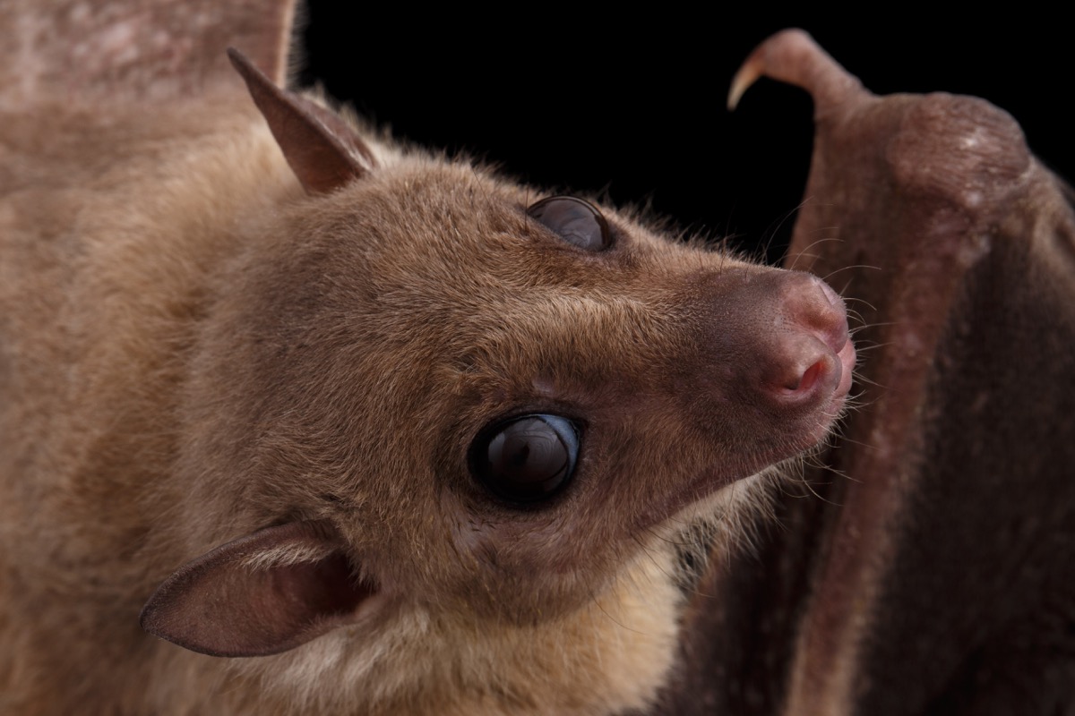 Egyptian-Bat.jpg