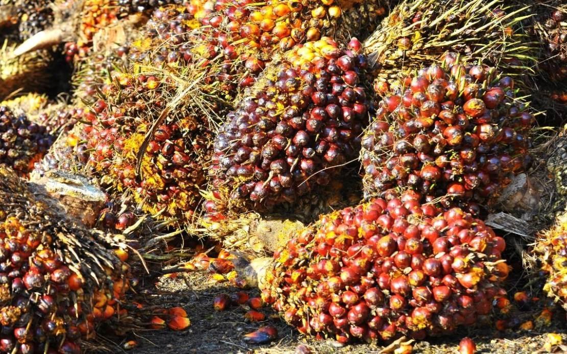 Paras Stok Minyak Sawit Dijangka Meningkat Lagi Bulan Ini