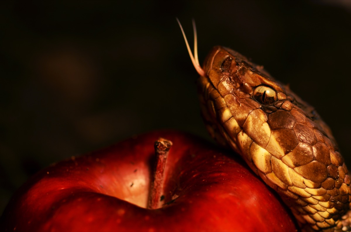 forbidden-apple.jpg