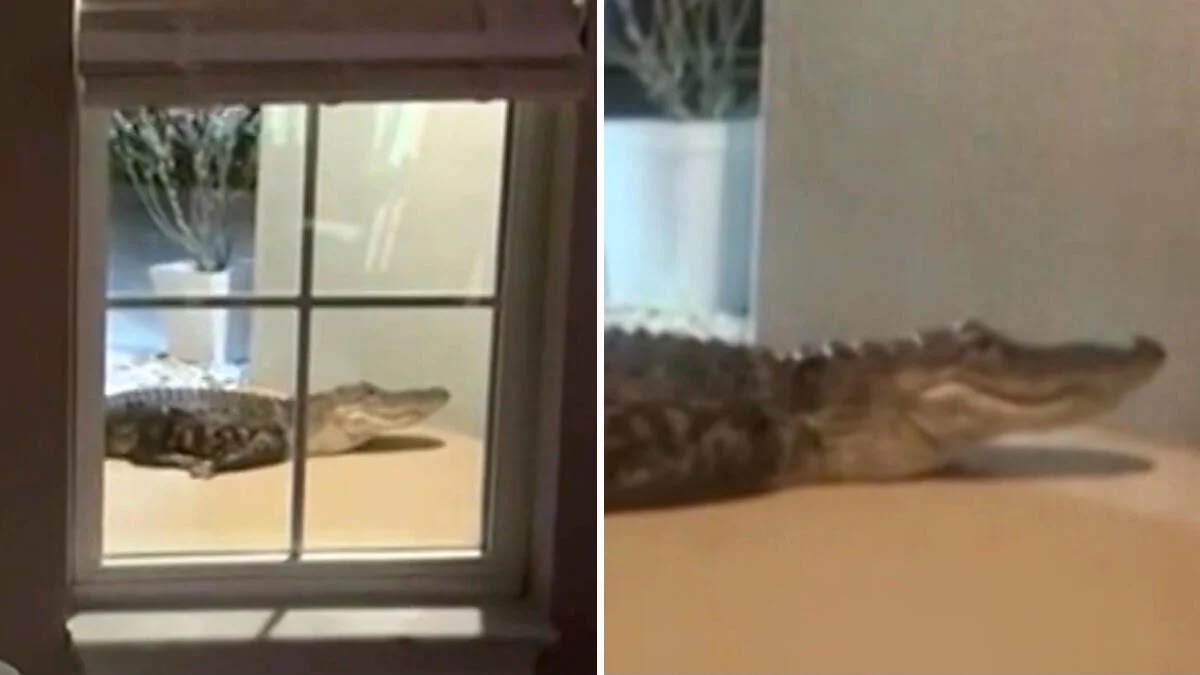 GATOR-KETUK1.jpeg