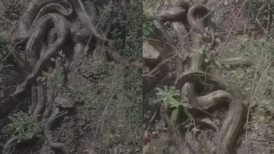 geli-akar-ular.jpeg