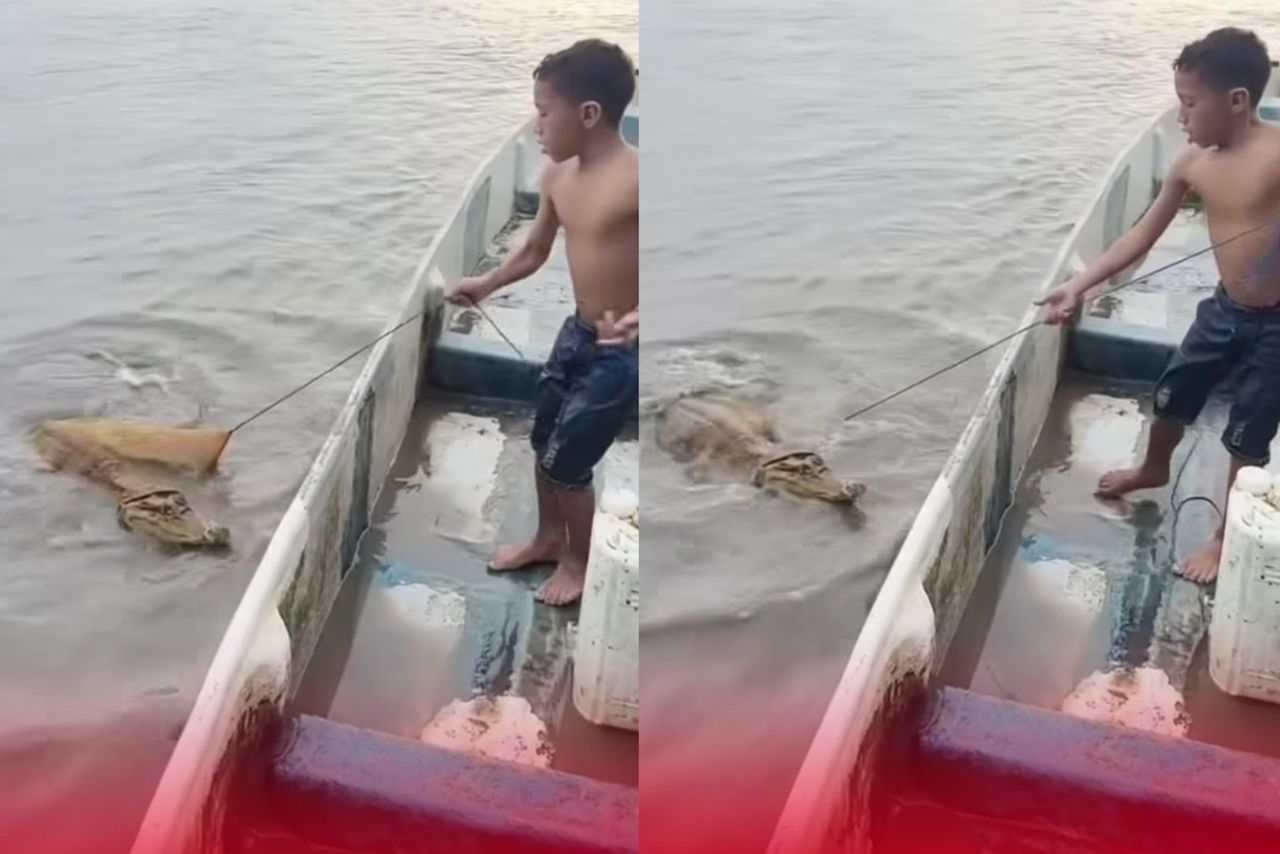 geli-buaya.jpeg
