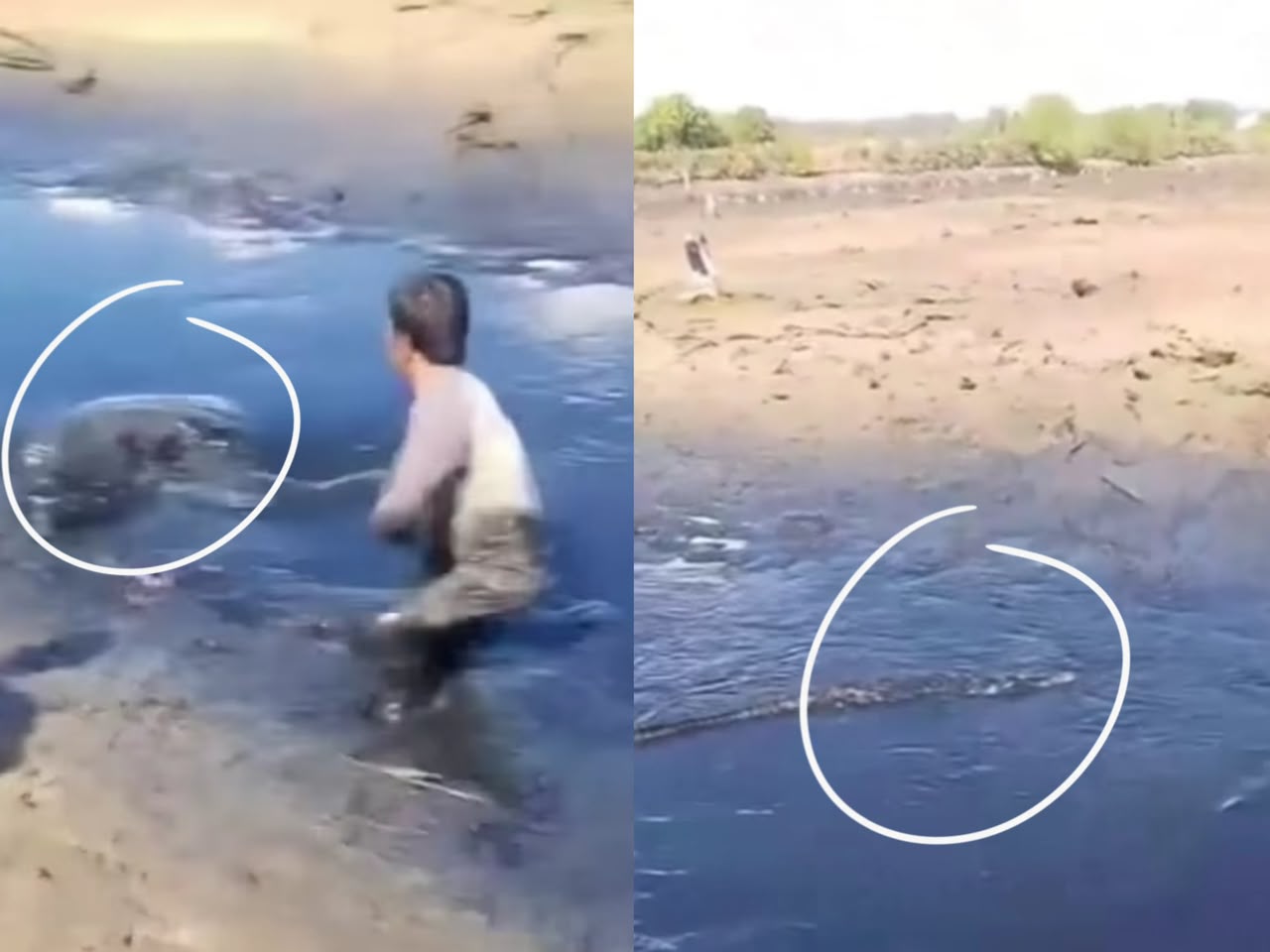 geli-buaya.jpeg
