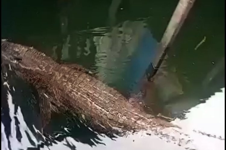 Geli-buaya.jpg