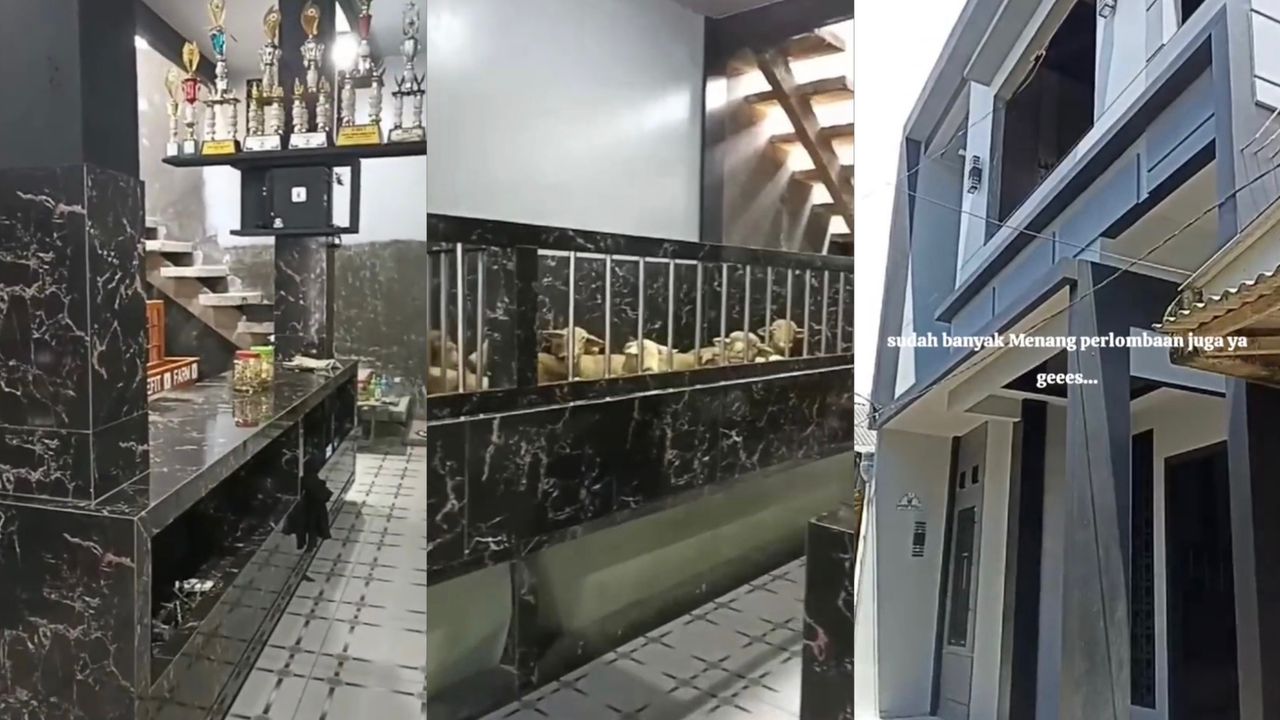 geli-kandang.jpeg