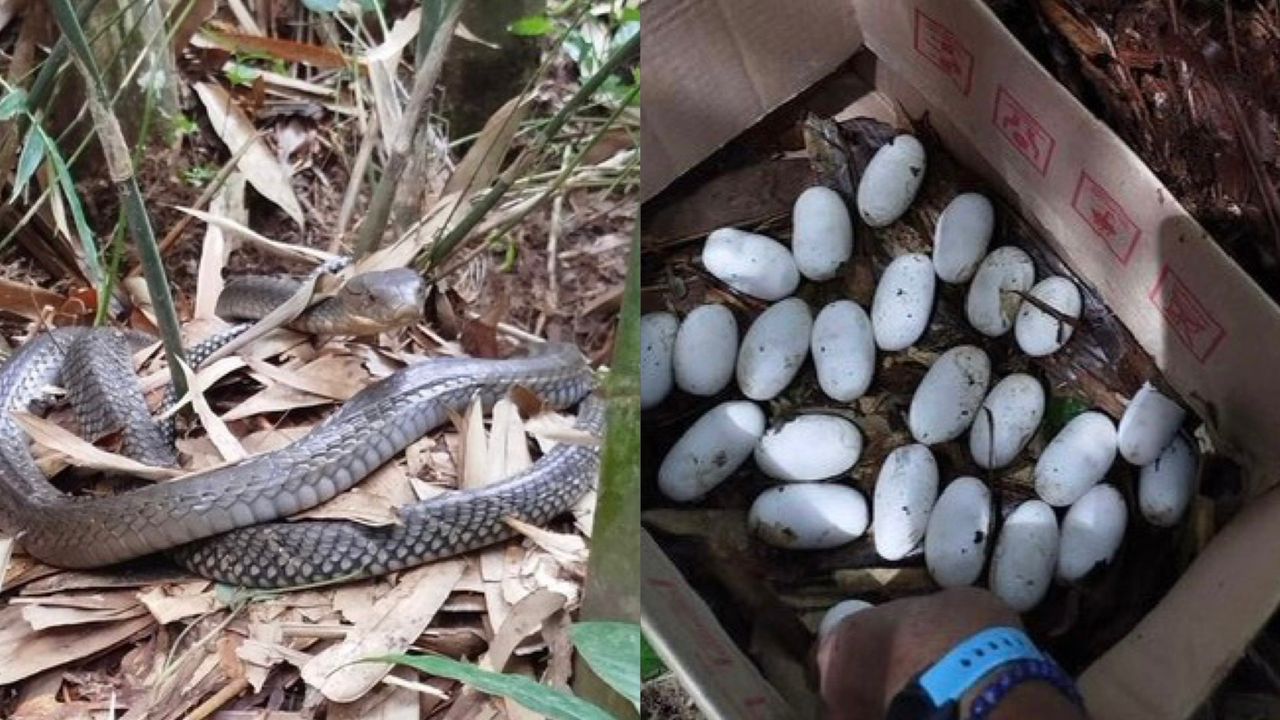 geli-king-cobra.jpeg