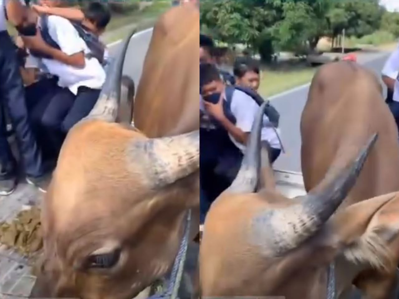 geli-lembu.jpeg