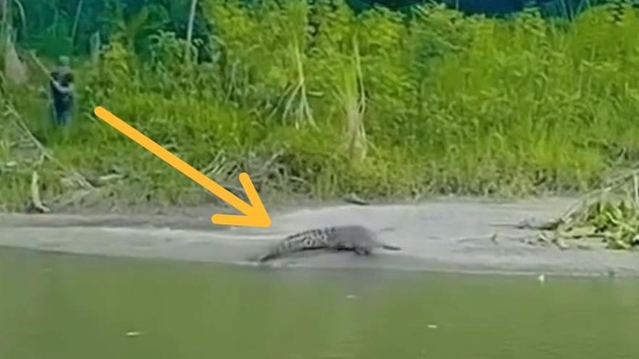 Geli-sya-buaya-tombak.jpeg