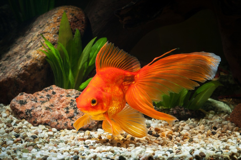 goldfish.jpg