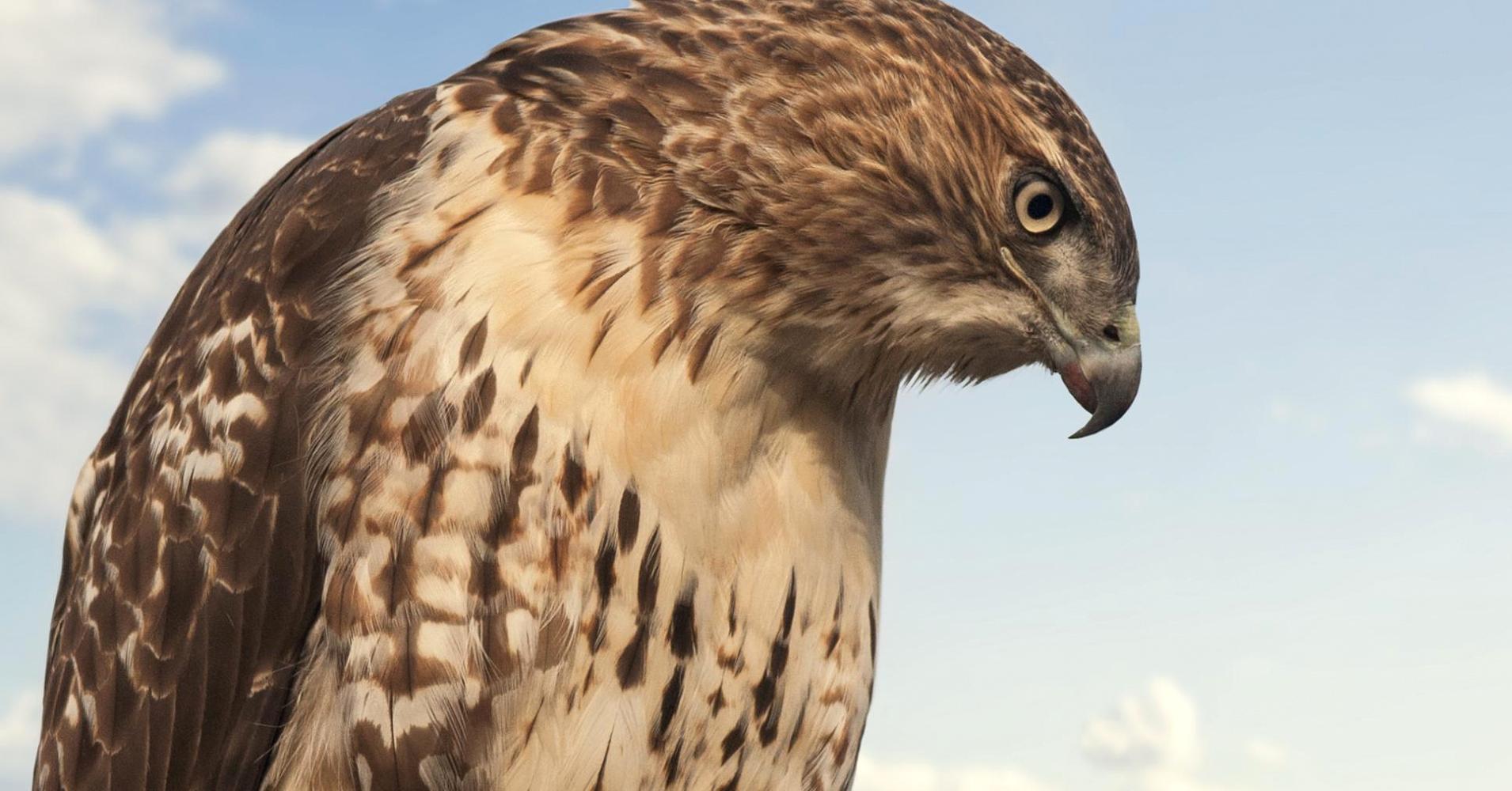 Hawkish-dan-Dovish-2.jpg