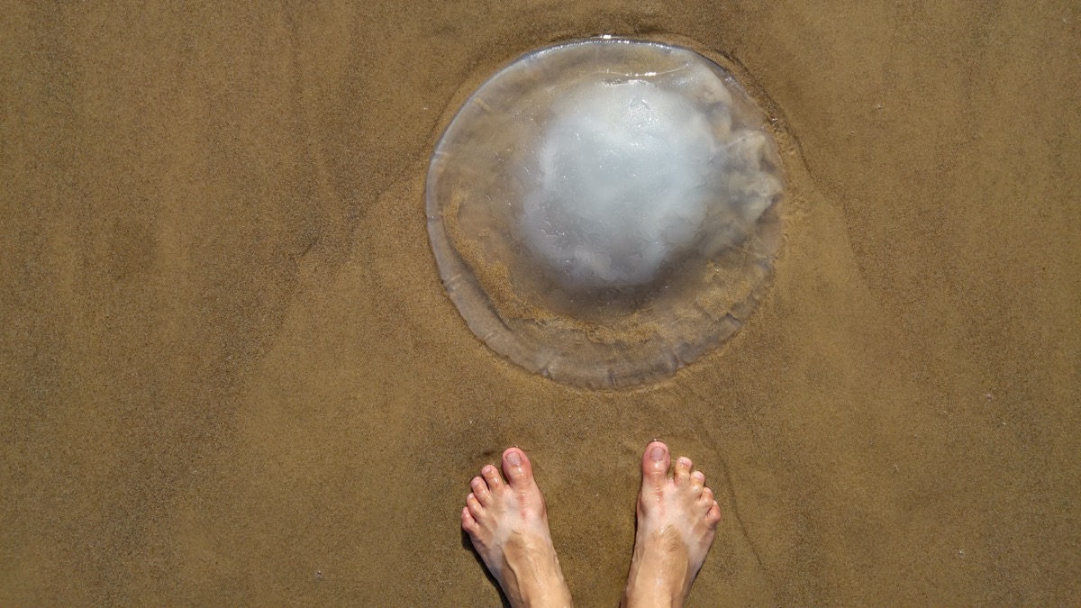 jellyfish-beach.jpg
