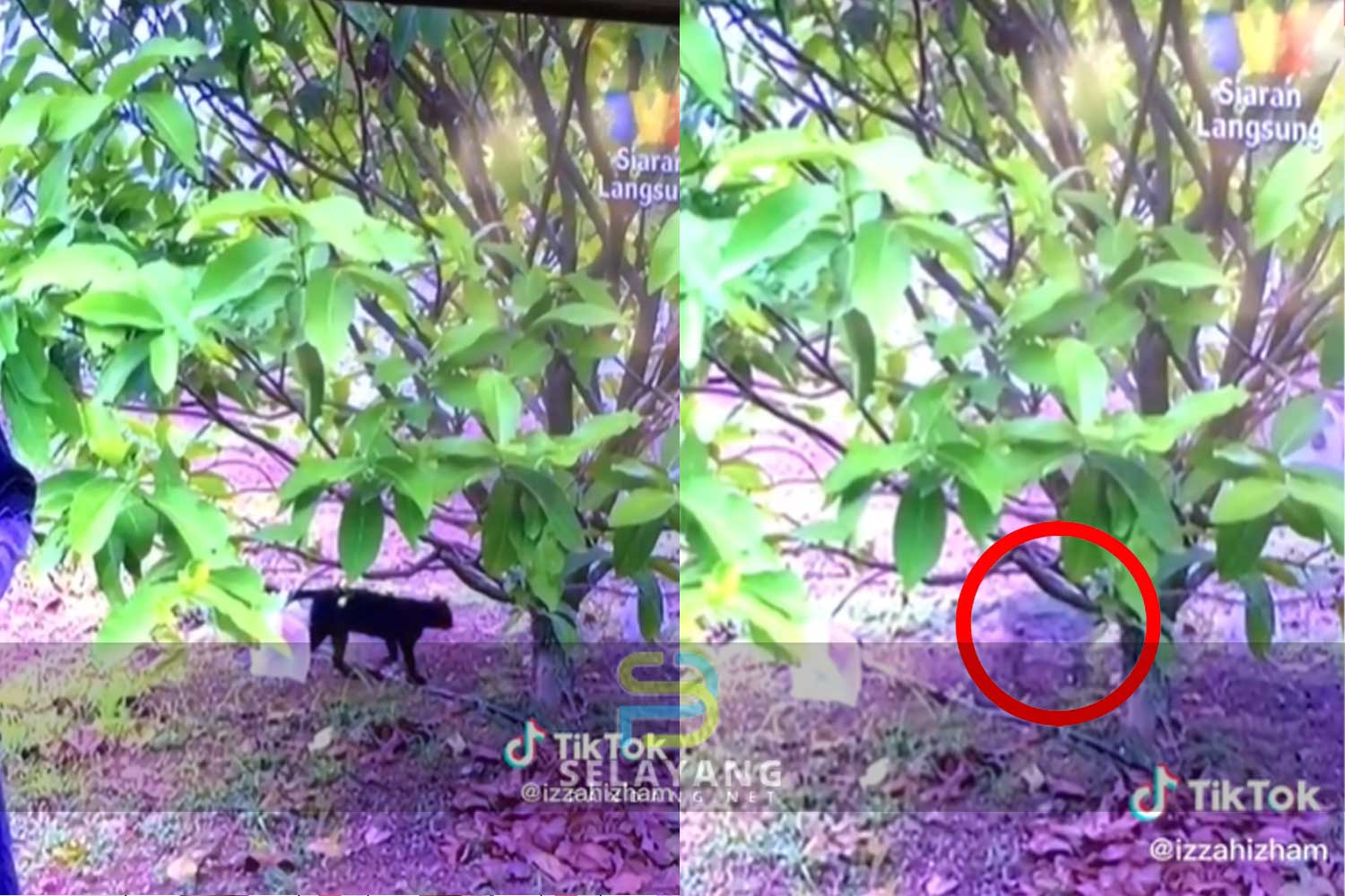 kucing-hitam.jpg