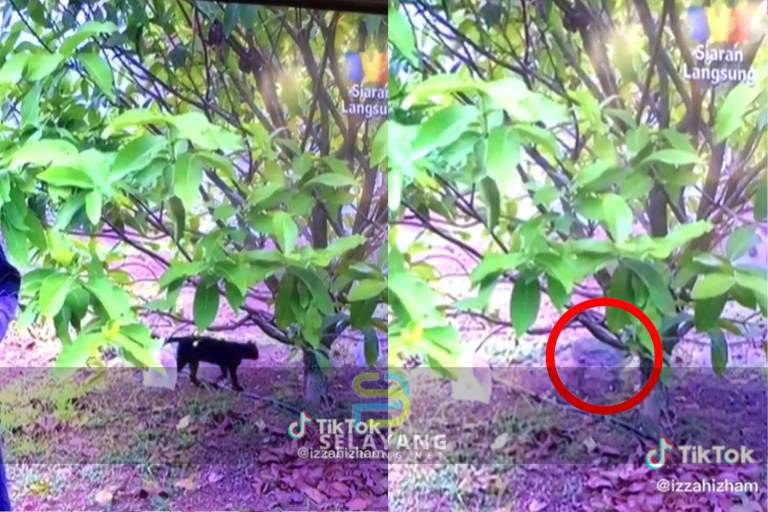kucing-hitam.jpg