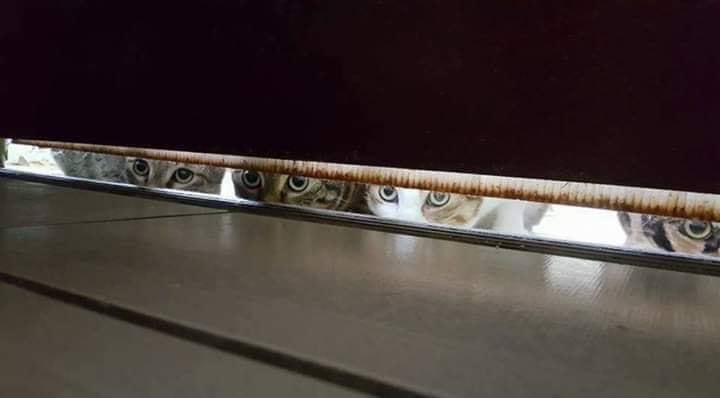 kucing kelakar.jpg