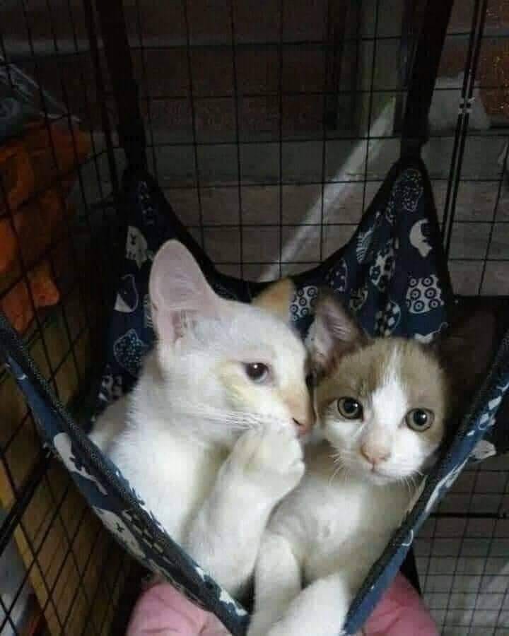 kucing vigdu.jpg