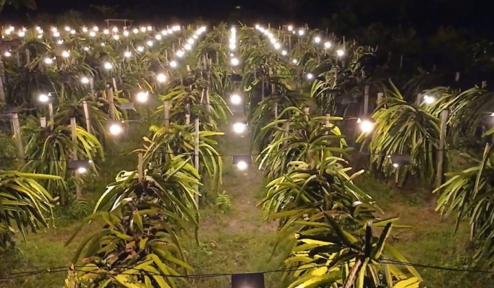 ladang-buah-naga-berlampu-2.jpg