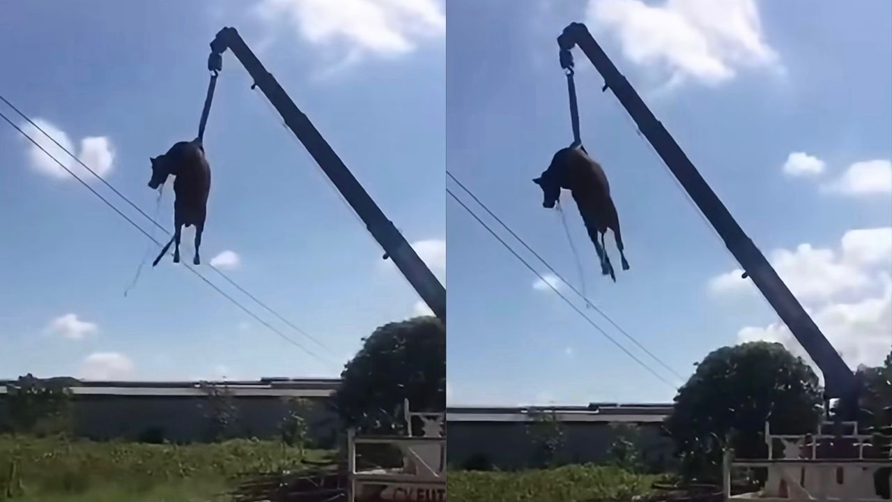 lembu-kren.jpeg