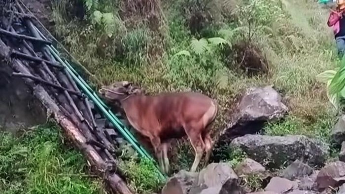 LEMBU-VIRAL.jpeg