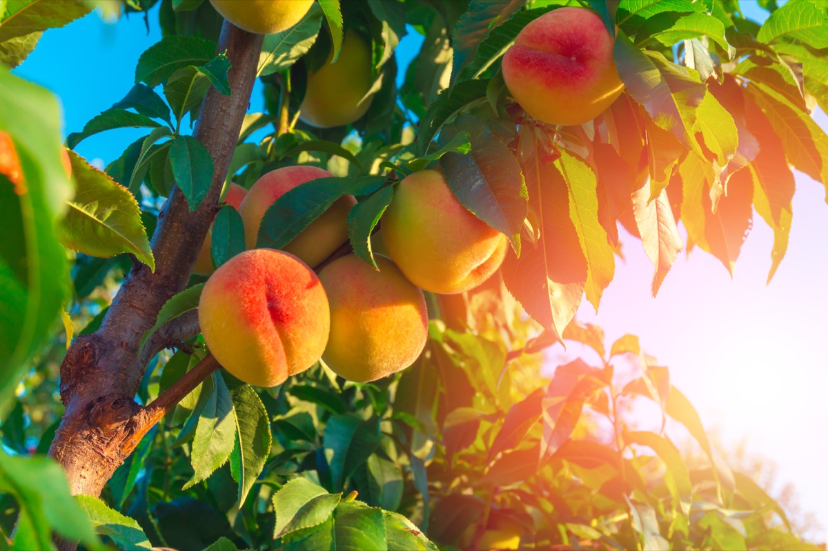 peaches-on-branch.jpg