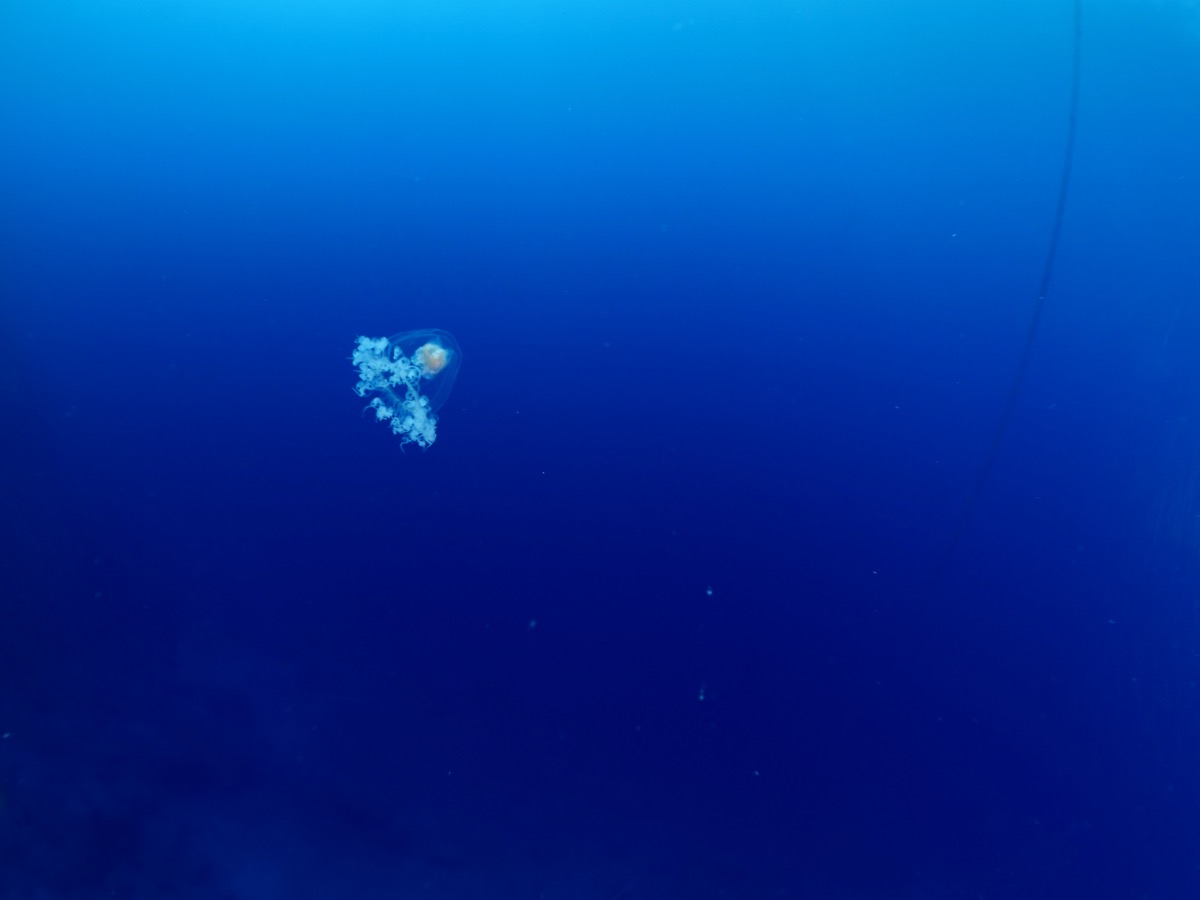 Turritopsis-dohrnii.jpg