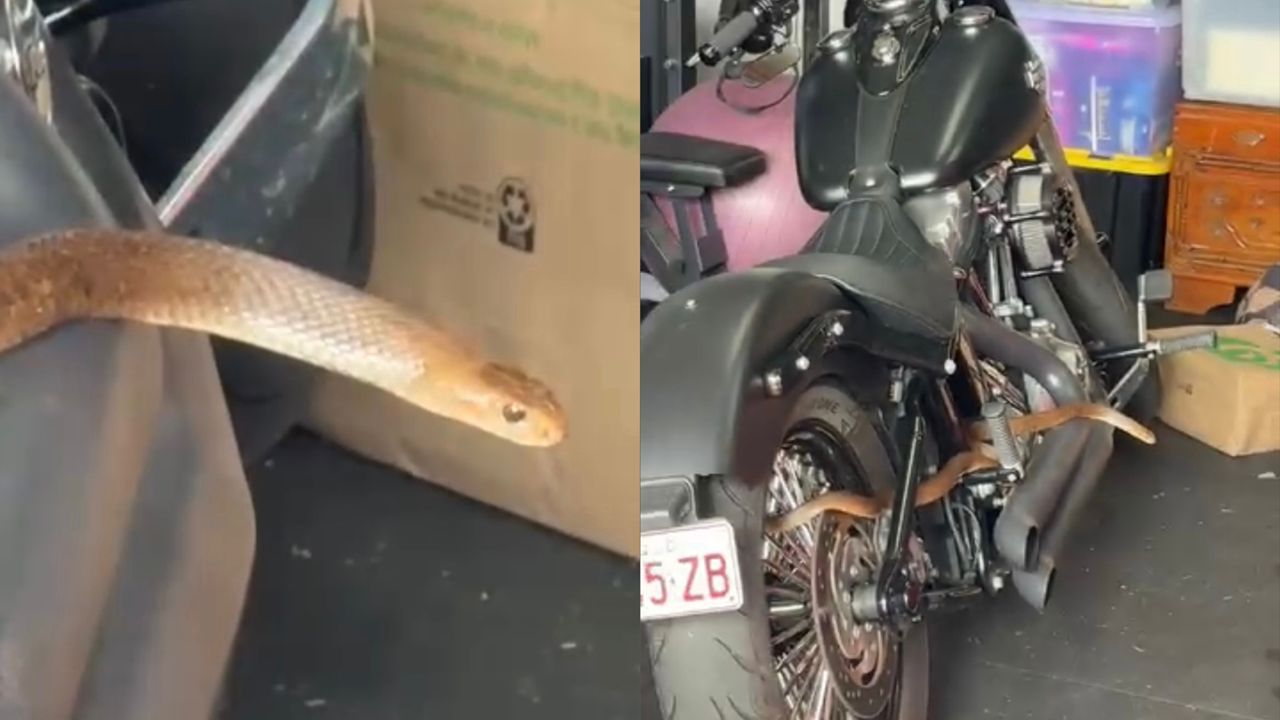 ular-berbisa.jpeg