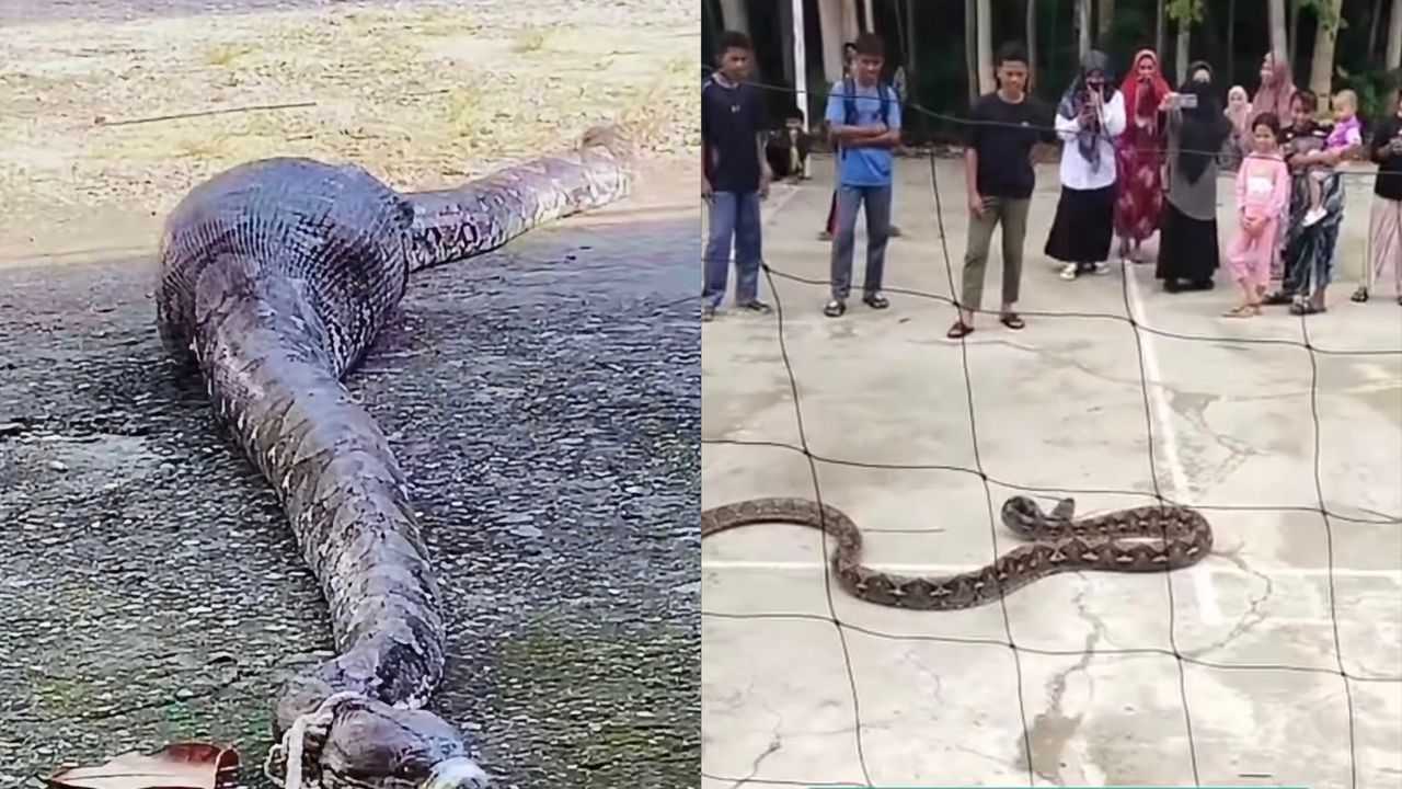 ular-sawa-ragam-viral.jpeg