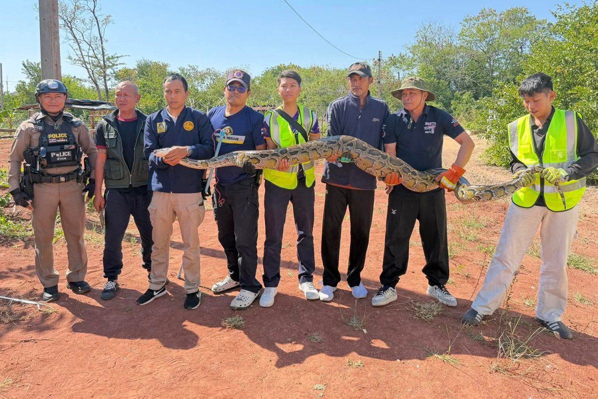 ular-terlalu-kenyang-ragam.jpeg