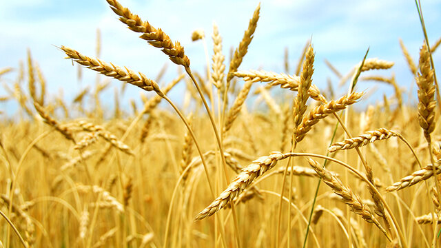 wheat.jpeg